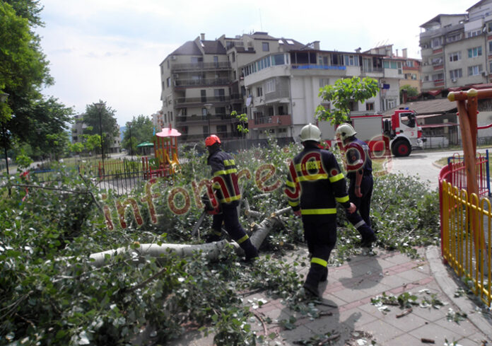 Огромен клон падна върху детска площадка в Благоевград, едва не уби момиченце
