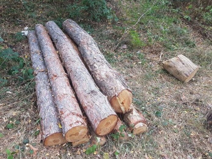 Широколистна и иглостна дървесина предоставят за огрев на населението в Кюстендил
