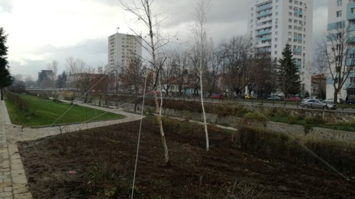 В ход е изкореняването и прeзасаждането на брези край река Банщица