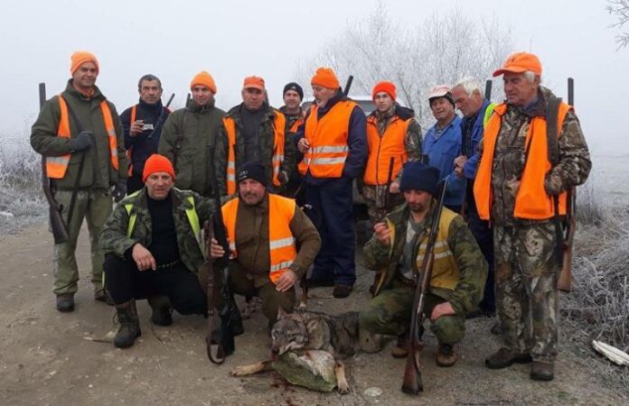 Ловната дружинка от Хаджидимово отстреля 60-килограмова вълчица
