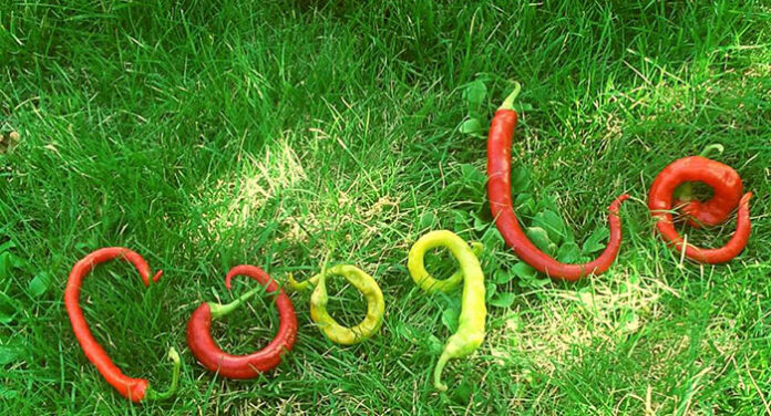 Българка "рекламира" GOOGLE по вкусен начин
