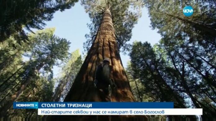 Секвоите край сeло Богослов ще бъдат посетени от любител-търсач на вековни дървета