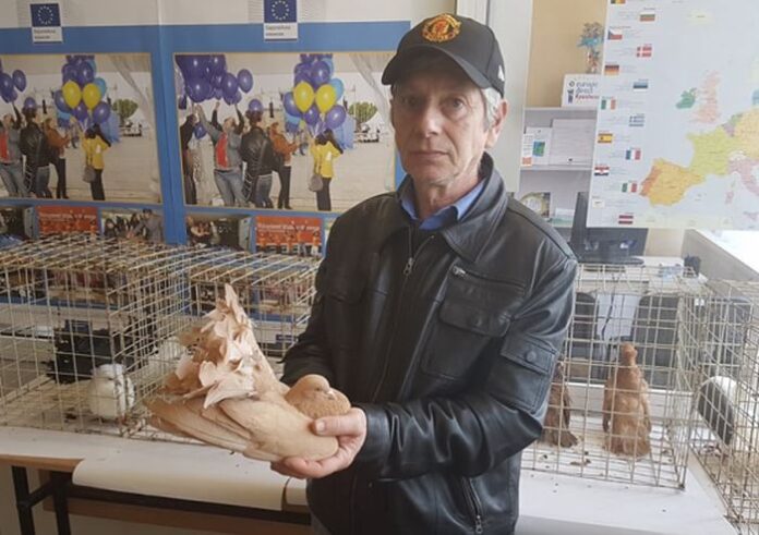 Изложба на гълъби и екзотични птици показаха в Кюстендил