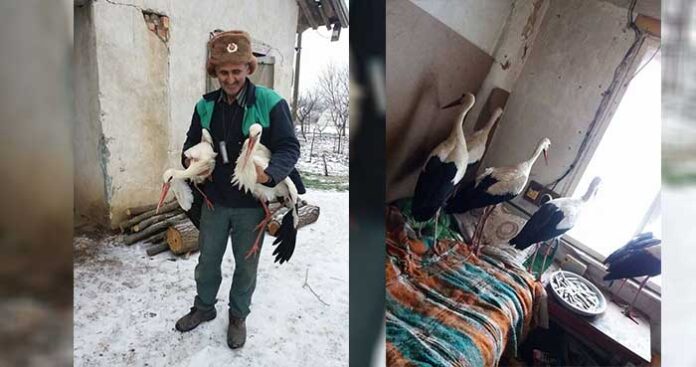 Заместник-министърът на околната среда лично ще види щъркелите в Зарица