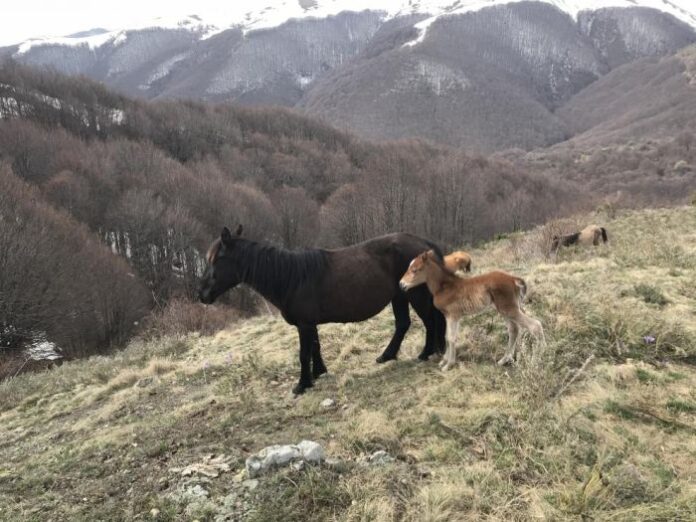 Новороденото конче и майката от бедстващото стадо на фермера Пищалов са в много добро състояние