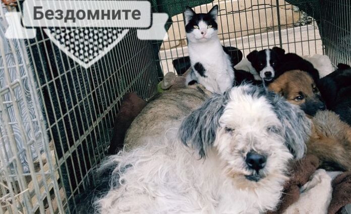 Отбелязваме Световния ден на бездомните животни