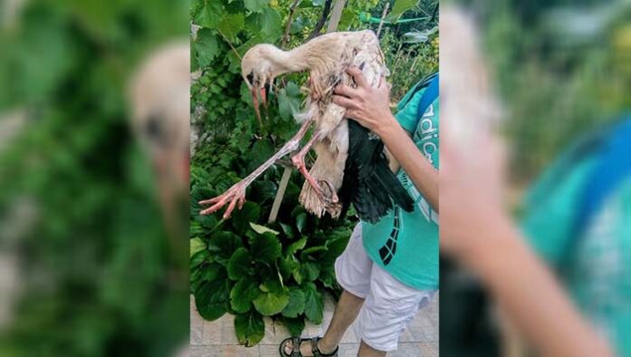 Среднощна акция по спасяване на паднал от гнездо щъркел в Огняново