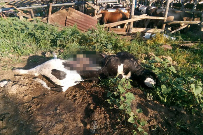 Опасна селскостопанска отрова уби 5 крави край Баничан