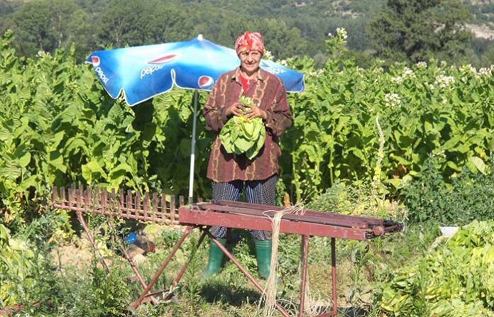 Тютюнопроизводители от Господинци се отказаха да аргатуват на гърците