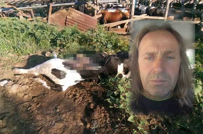 Собственикът на отровените крави и телета е ветеринарят Иван Сирмин от Гоце Делчев