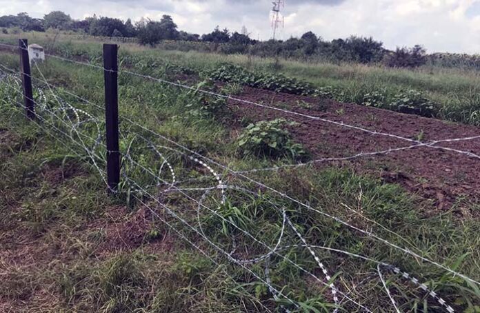 Изградени са 81 км от телената ограда срещу диви свине по границата с Румъния