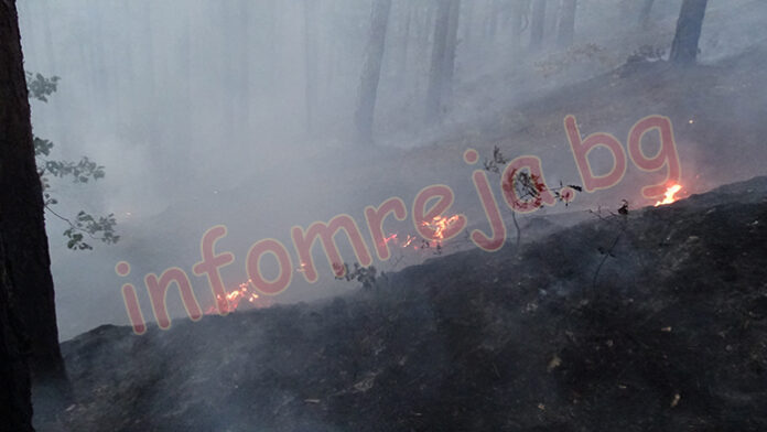 Пожарът край Дренково е овладян, щетите - около 300 дка гора