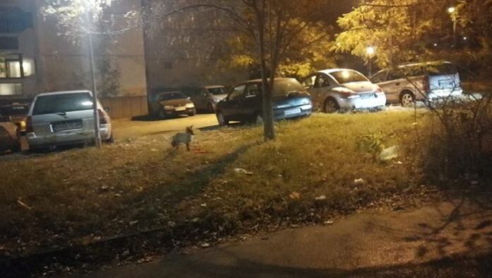 Лисици в Кюстендил! Обикалят блоковете в квартал „Герена“