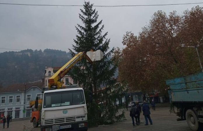 Коледно настроение в Кюстендил! Монтират 15-метрова елха в центъра на града