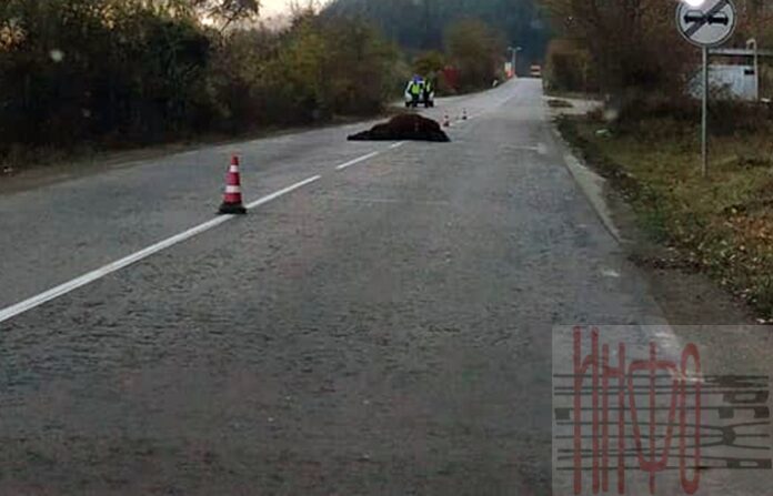 Кола се заби в кон, водачът от Краище оцеля