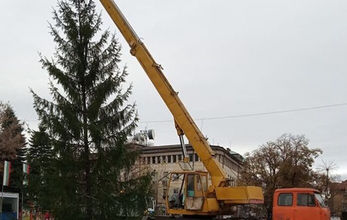 Поставиха 15-метрова елха в центъра на Кюстендил