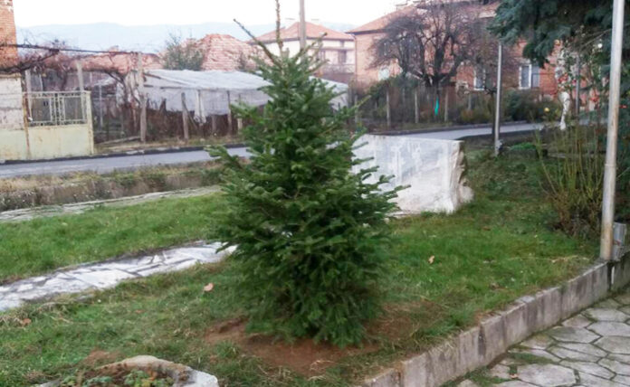 В Баничан посадиха коледно дърво