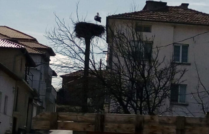 В Абланица долетя първият щъркел