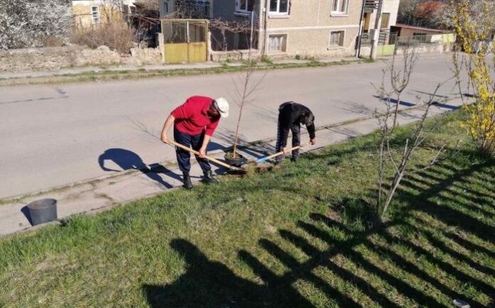 Чистят усилено улици и засаждат дръвчета в Радомир