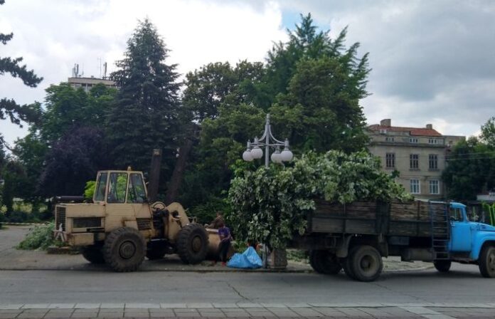 Дърво падна върху 2-годишно дете в центъра на Кюстендил