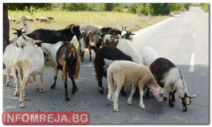 Крадци на домашни животни се сдобиха с осъдителни присъди
