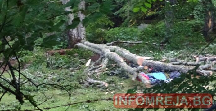 Дърво уби туристка край Рилския манастир