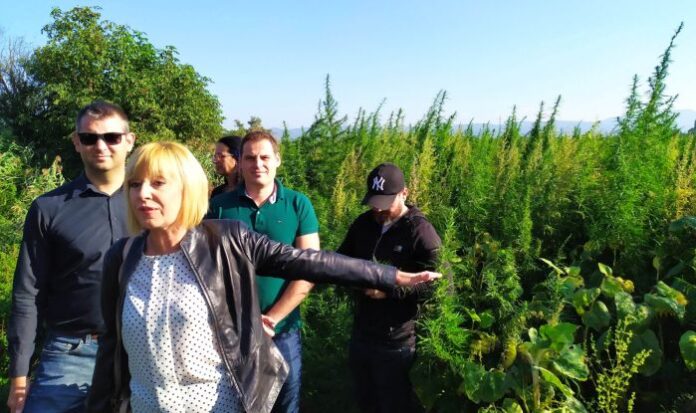 Манолова показа незаконна плантация с марихуана близо до околовръстния път на София