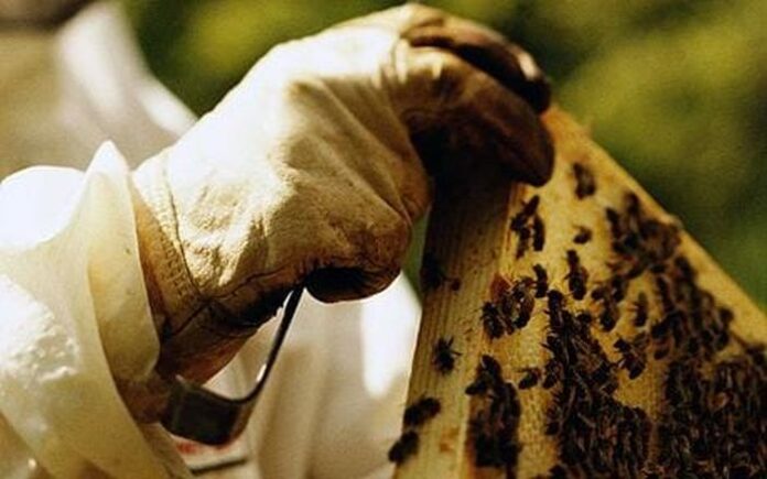 Кредити за над 500 000 лева получиха пчеларите по НПП