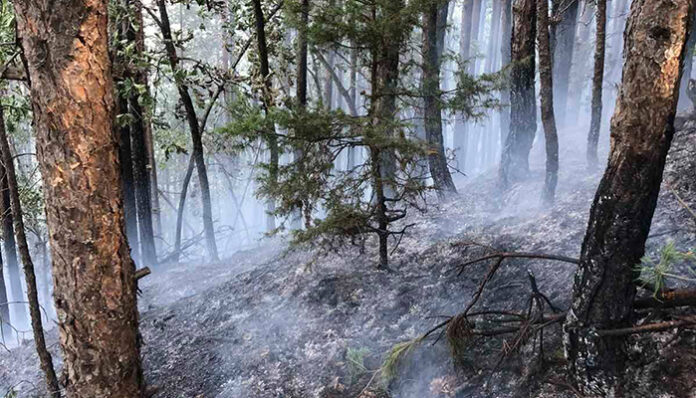 Пожар вилня в гората над Обидим