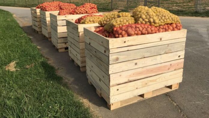 Доброто съществува: Кюстендилец дарява тонове картофи на бедни