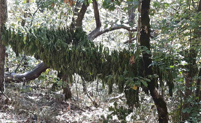 Закопчаха двама петричани, отглеждали мариухана край панагюрско село
