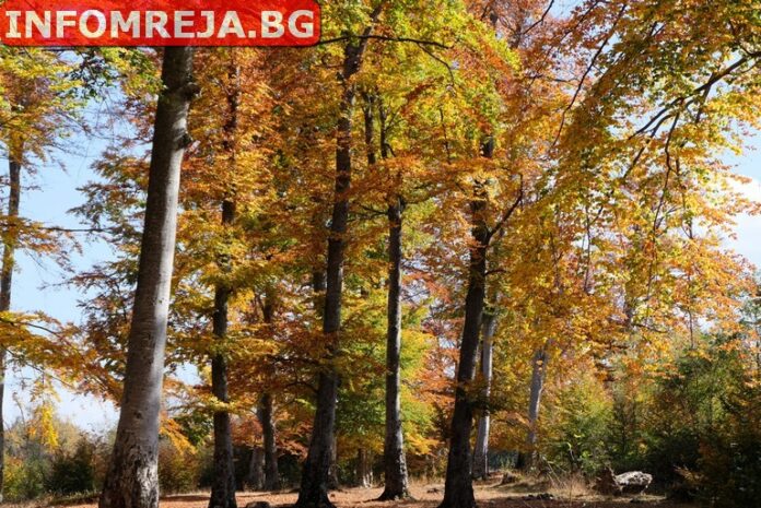 Слънчево време в Деня на будителите