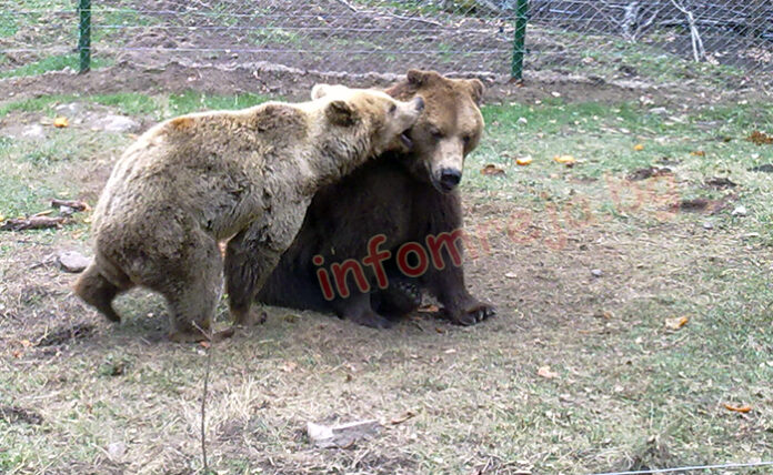 5 мечки от Парка над Белица вече спят зимен сън