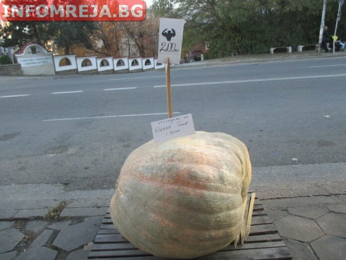 Делян Тошев е производителят на най-едри тикви в България