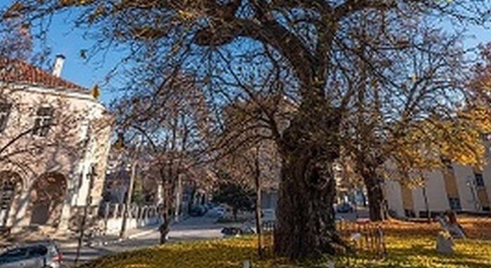 Още седем дни гласуваме за „Дърво с корен 2020"