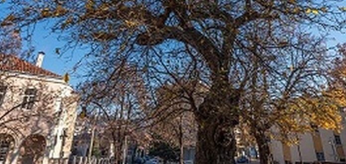 Старата черница във Велики Преслав с двойна победа в конкурса „Дърво с корен 2020”