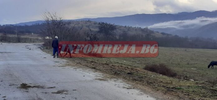 Биволи на АМ „Струма“ предизвикаха ПТП