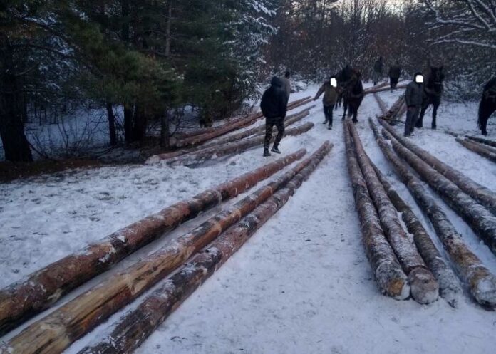 Незаконна сеч на 30 дървета край Рупите разкриха горски служители и полицаи от Петрич