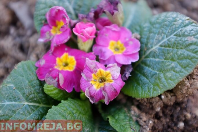 Времето остава студено