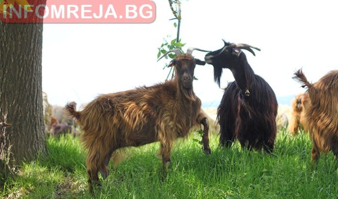 БАБХ и БВС се споразумяха за Програмата за профилактика на болестите по животни