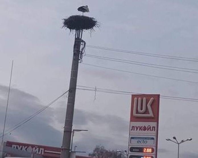 В Гоцеделчевско започна четвъртата кампания "Осинови щъркелово гнездо"