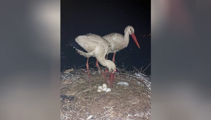 Чудото на живота: Великден донесе 5 яйца в щъркеловото гнездо на кулата в Банско
