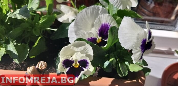 Днес преди обяд ще бъде слънчево