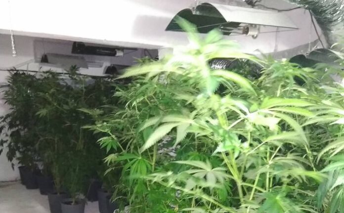 Бивша винарна изба в Пещера била превърната в оранжерия за марихуана