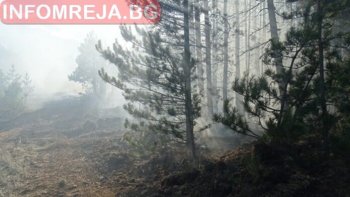 Горя борова гора в Радомирско