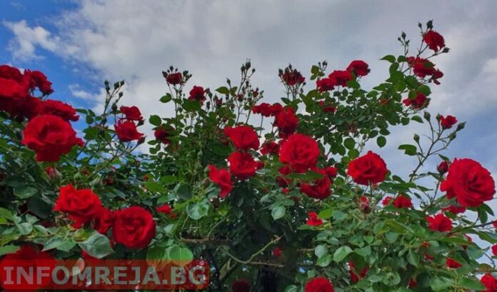 Днес ще преобладава слънчево време