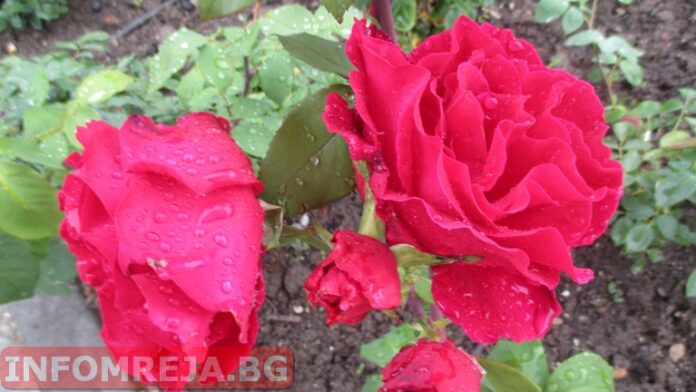 Валежи и гръмотевични бури ни очакват и днес