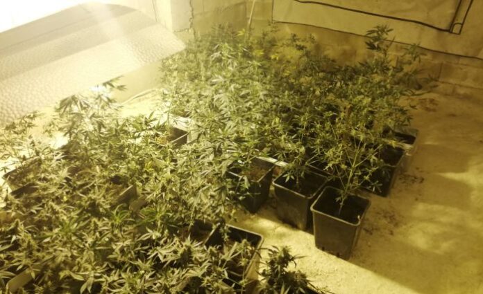Разкриха поредна оранжерия за наркотици край Варна