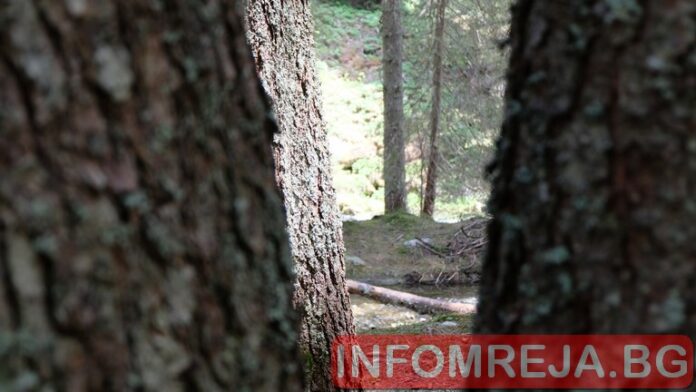 4265 инспекции са извършили за четири дни горските