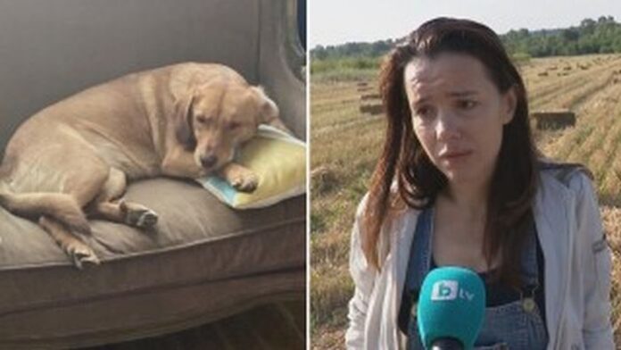Простреляха куче, докато стопанката му е на 5 метра от него в Стенско
